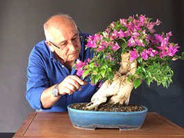 Il giardino - Bonsai