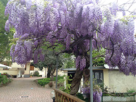 Il giardino - Glicine